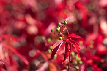 Fleur de Vigne vierge rouge avec graines vertes 