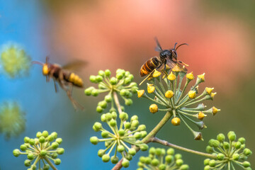 Frelons sur fleurs de lierre 