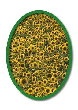 Image in an illustrated object of oval blooming sunwlowers. The color object is white isolated in canvas texture.