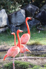 flamingos in the park