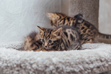 Three young cute bengal cats laying on a soft cat's shelf of a cat's house.