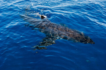 Great White Shark on the surface of the water at Guadalupe island, Baja Mexico 