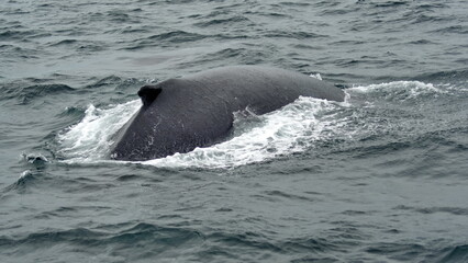 Fototapeta premium Humpback whale in Machalilla National Park off the coast of Puerto Lopez, Ecuador