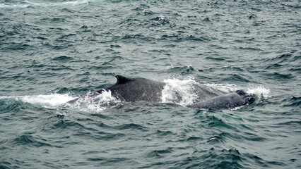 Fototapeta premium Humpback whales in Machalilla National Park off the coast of Puerto Lopez, Ecuador
