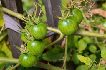 green tomatoes on bush