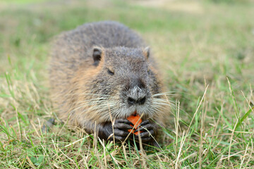 Naklejka na ściany i meble An otter eats a carrot