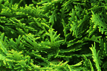 Green coniferous tree. Spring. Close-up
