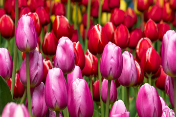Fototapeta premium チューリップ花壇 
