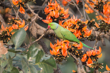 
Rose-ringed parakeet perching on branch of Butea Monosperma or Palash flower.
