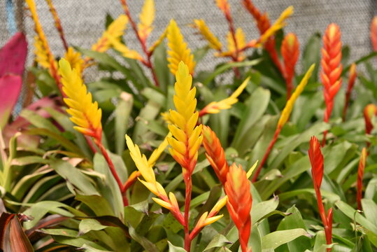 Beautiful blooming flower of Vriesea carinata, Red Bromelia, Bromeliad family