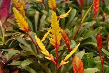 Beautiful blooming flower of Vriesea carinata, Red Bromelia, Bromeliad family