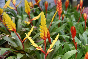 Beautiful blooming flower of Vriesea carinata, Red Bromelia, Bromeliad family