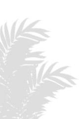 Abstract background of natural shadows tropical plant branch, palm tree leaves overlay on a white...