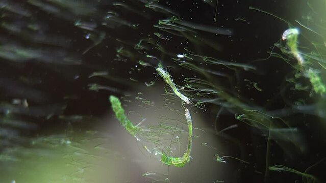 Two aquatic insect larvae feeding on algae, bump heads.