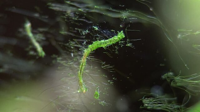 The protective tube of an aquatic insect larva.