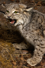 close up portrait of young lynx bobcat growling, teeth and tongue visible, forest floor background