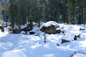 Fototapeta na wymiar Snow caped ground and himalayan cedar trees