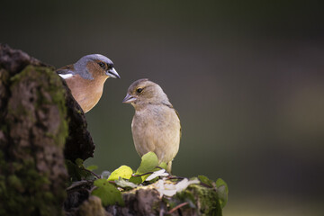 Couple Pinson des Arbre, mâle et femelle posé sur un tronc de bois et qui regardent, espace libre sur fond sombre