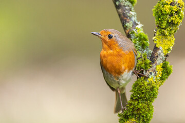 Fototapeta premium Robin sur une branche charnue de mousse qui regarde de côté, espace libre texte et bokeh