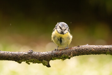 Petite mésange bleue qui regarge, posée sur une branche et quelques gouttes de pluie