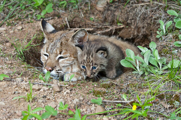 Naklejka na ściany i meble Bobcat taken in central MN under controlled conditions