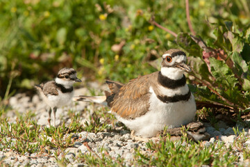 Killdeer adult and chick taken in southern MN