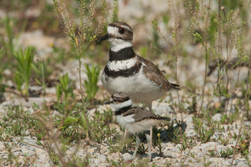Killdeer adult and chick taken in southern MN
