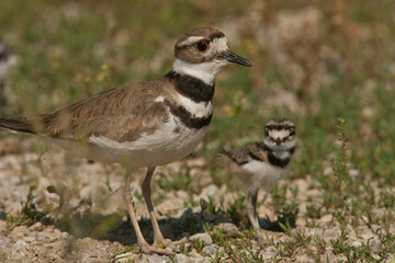 Killdeer adult and chick taken in southern MN