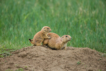 Black-tailed Prairie Dog taken in North Dakota