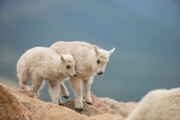 Mountain Goat taken in Glacier NP