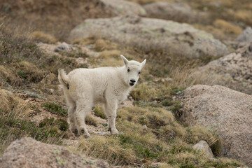 Mountain Goat taken in Glacier NP