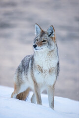 Coyote taken in Yellowstone NP