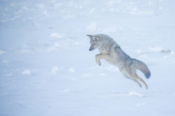 Fototapeta premium Coyote taken in Yellowstone NP