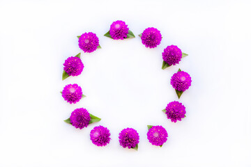 purple flowers globe amaranth local flora of asia arrangement flat lay circle postcard style on background white