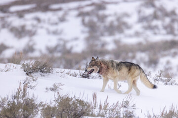 Gray Wolf in snow taken in Yellwostone NP