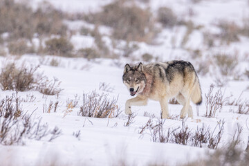 Gray Wolf in snow taken in Yellwostone NP