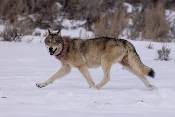 Gray Wolf in snow taken in Yellwostone NP