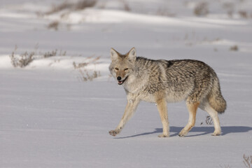 Coyote in snow taken in Yellowstone NP