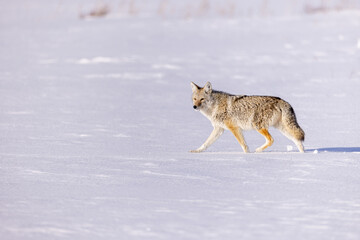 Fototapeta premium Coyote in snow taken in Yellowstone NP