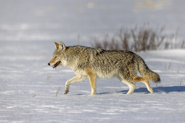 Fototapeta premium Coyote in snow taken in Yellowstone NP