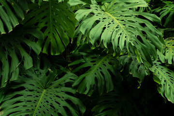 Naklejka na ściany i meble high detail tropical plants with cool tones 
