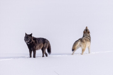 Gray Wolf pack taken in Yellowstone NP