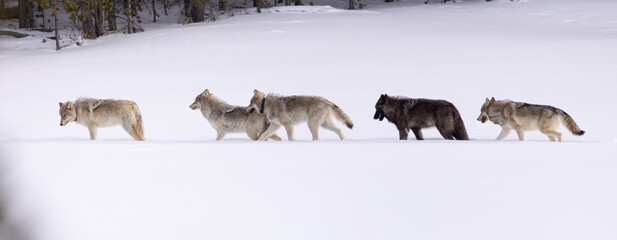 Gray Wolf pack taken in Yellowstone NP - obrazy, fototapety, plakaty