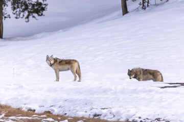 Gray Wolf pair taken in Yellowstone NP
