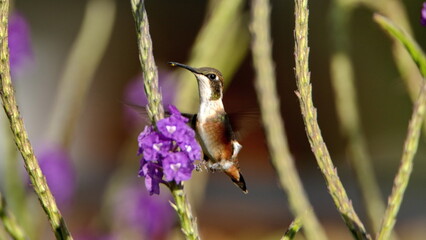 Female White-bellied woodstar (Chaetocercus mulsant) hummingbird feeding from a porterweed flower while in flight, in Cotacachi, Ecuador