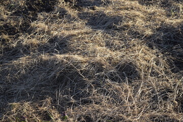 Fototapeta na wymiar Dry grass close up texture