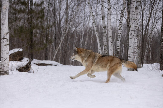 Gray Wolf taken in central MN taken under controlled conditions captive