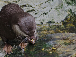 コツメカワウソ