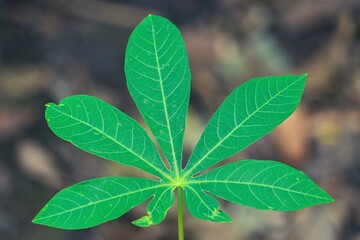 green and fresh cassava leaves in home garden