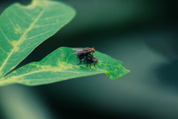 a pair of flies are mating on a cassava leaf